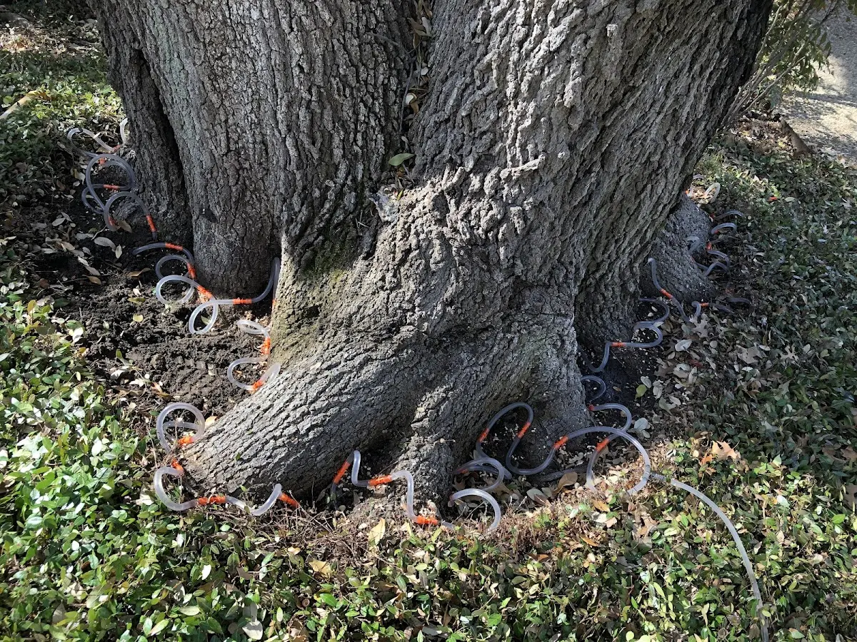 Detailed Tree Cabling and Bracing job site in Baldwinsville