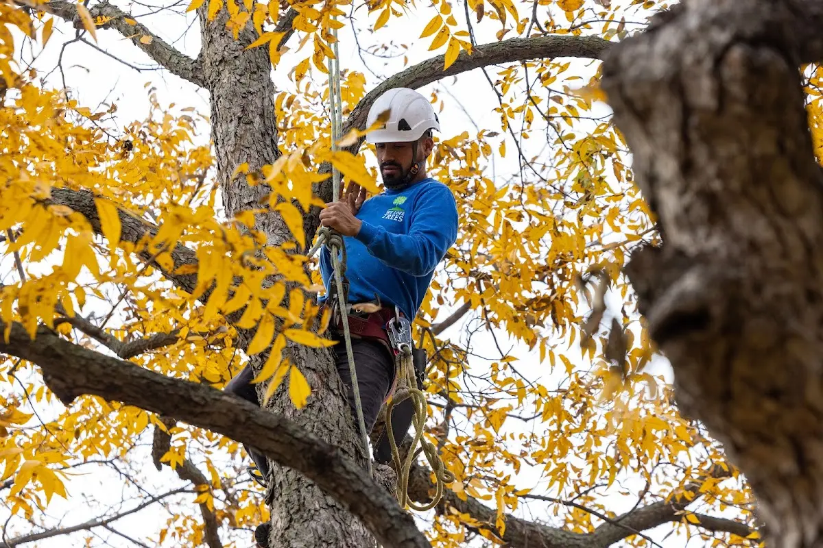 Skilled Tree Pruning crew working in Baldwinsville
