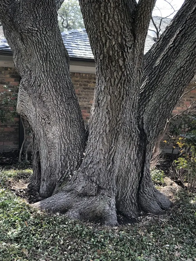 Mature heritage tree close to a Baldwinsville property cared for by certified arborists